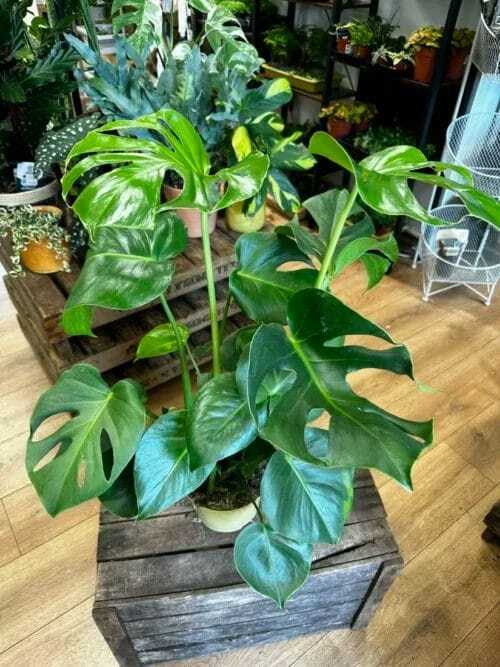 monstera deliciosa swiss cheese plant 17cm pot