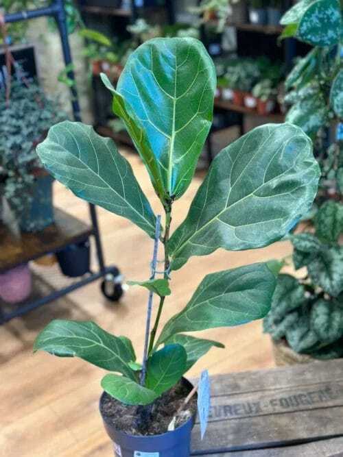 Ficus Lyrata Fiddle Leaf Fig in a 17cm pot on wooden floor with blurry houseplants in background