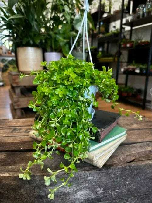 peperomia prostata string of turtles 11cm pot