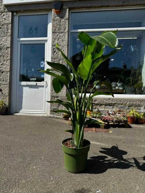 strelitzia nicolai bird of paradise 27cm pot