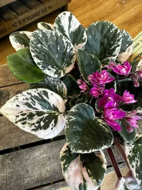 saintpaulia african violet hovariagata pink variegated 12cm pot