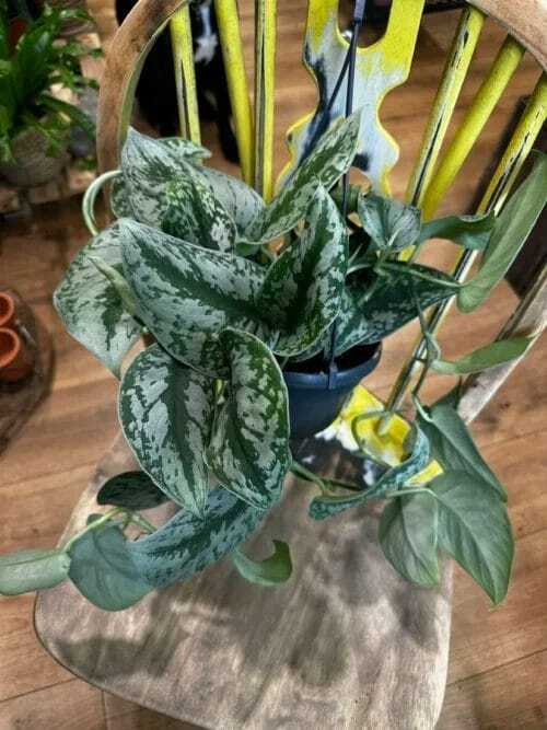 Scindapsus Pictus Argyraeus Satin Pothos houseplant on a wooden chair