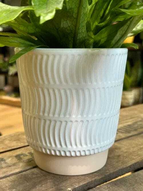 classic ceramic white planter 12cm