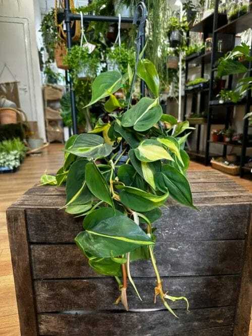 A Philodendron Hederaceum Brasil Pothos houseplant on wooden box with blurry houseplants from highland moss store in background