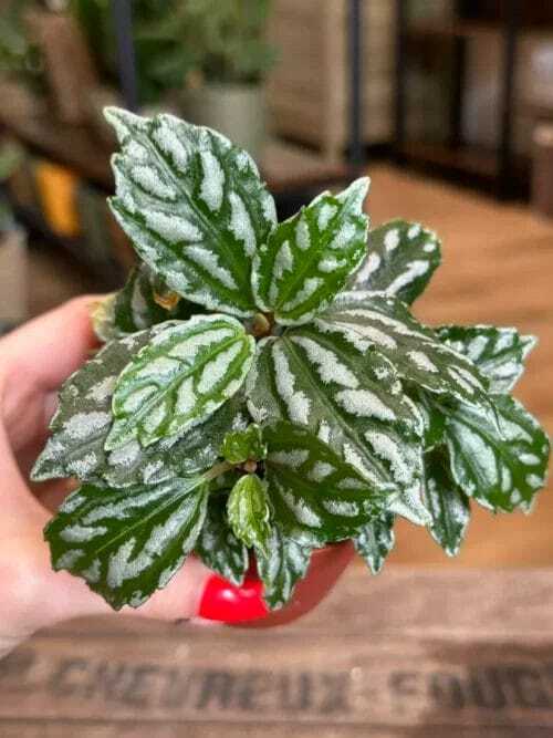 pilea cadierei aluminium watermelon plant 8cm pot