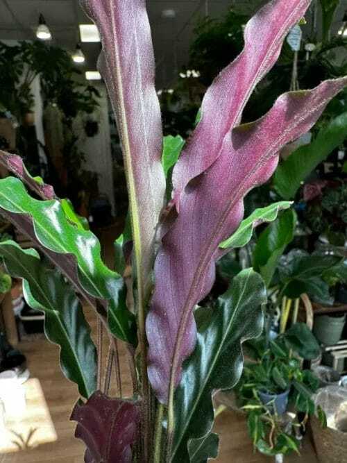 calathea rufibarba velvet prayer plant 7cm pot