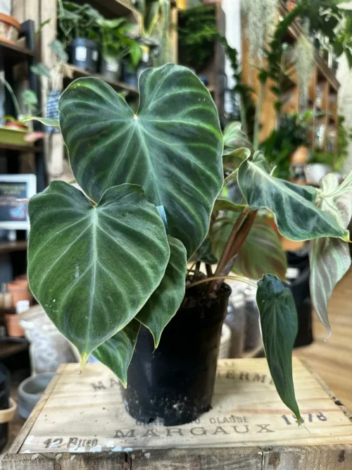 philodendron micans velvet heart 12cm pot