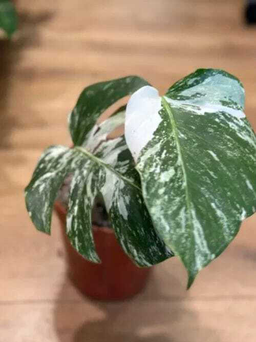 small variegated monstera albo 17cm pot