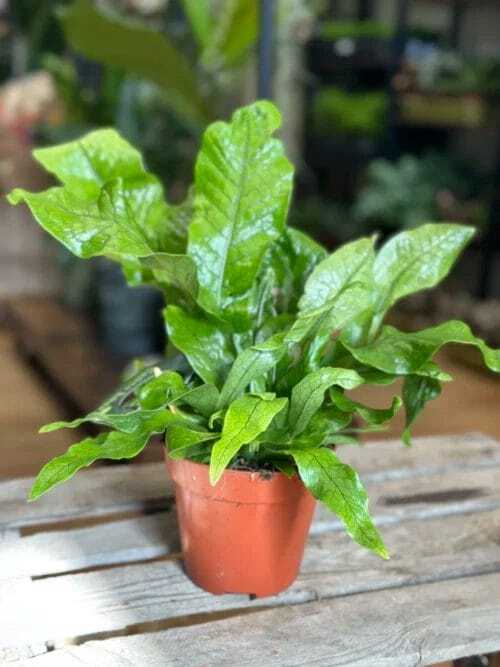 crocodile fern microsorum musifolium crocodyllus 12cm pot