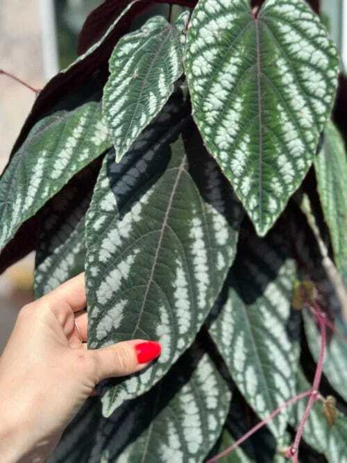 Close up of Cissus Discolor Vine Begonia being held to camera, hand in bottom left of camera.