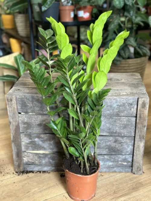 zamioculcas zamiifolia emerald palm zz in 14cm pot. In front of a wooden box