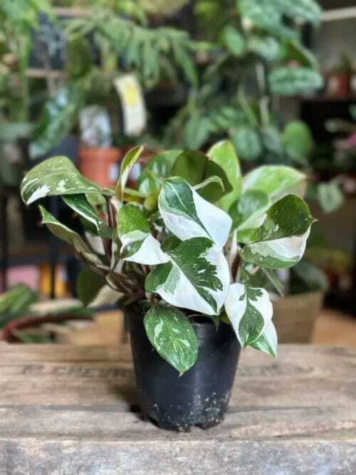 Philodendron White Knight in 15cm pot on wooden box with blurry houseplants in background