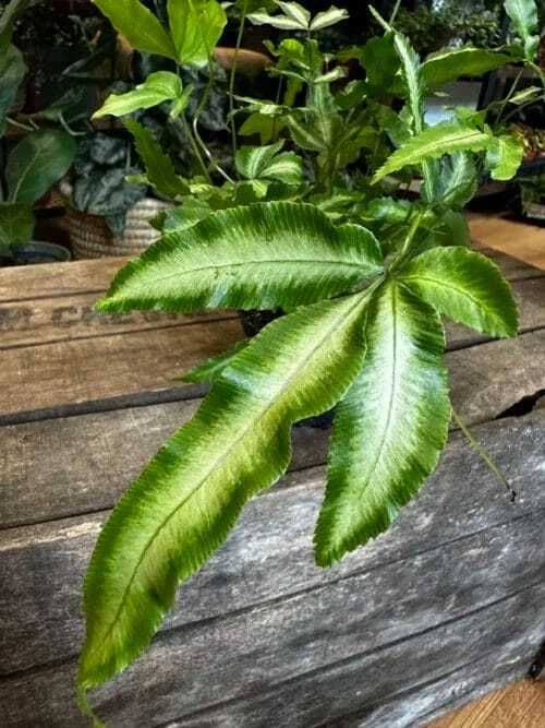 Pteris Cretica Albolineata Variegated Silver Ribbon Fern on wooden box with blurry houseplants in background