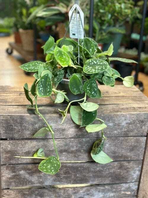 scindapsus pictus argyraeus satin pothos 14cm pot on a wooden box. Blurry houseplants in background