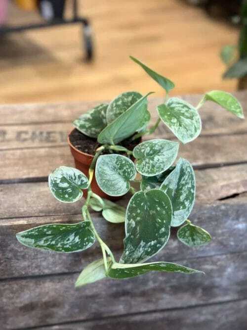 scindapsus pictus argyraeus satin pothos 14cm pot (copy)