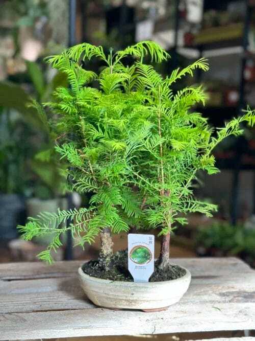 bonsai metasequoia dinosaur tree in a 19cm ceramic planter on wooden table