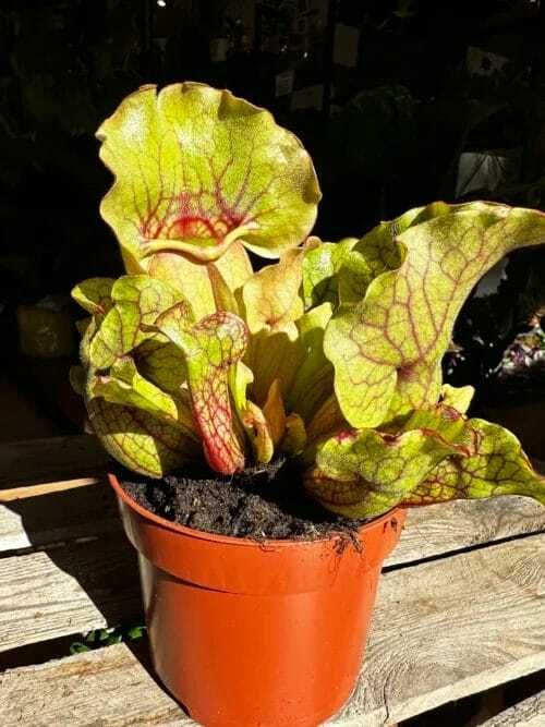 carnivorous sarracenia trumpet pitcher purpurea ssp venosa 12cm pot