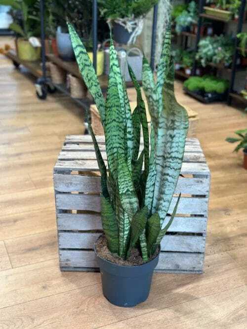 sansevieria laurentii variegata 50cm height 17cm pot (copy)