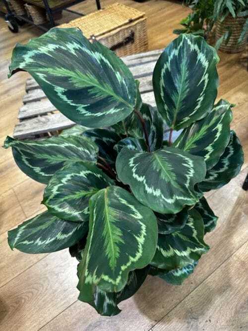 Calathea Rosepicta Rose Medaillon Peacock Prayer Plant on wooden floor