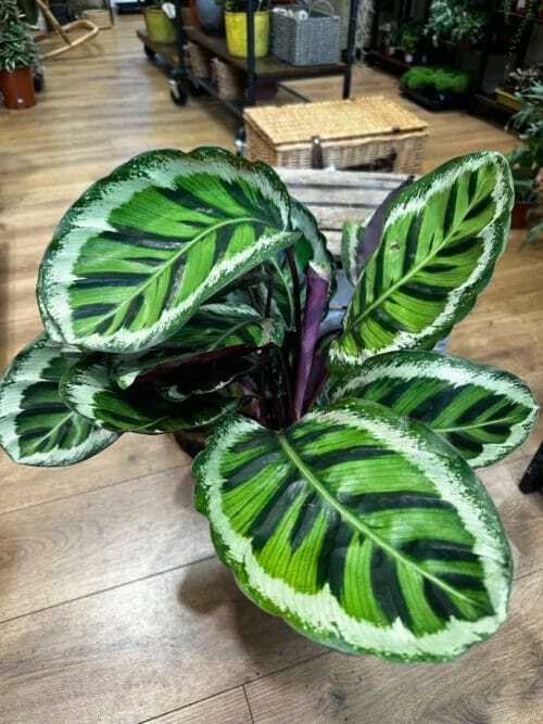 Calathea Rosepicta Medaillon Peacock Prayer Plant 19cm pot on wooden floor.