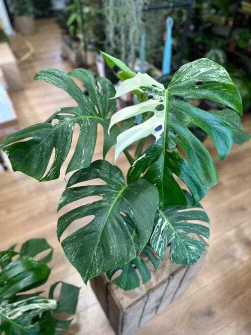 variegated monstera albo 15cm pot