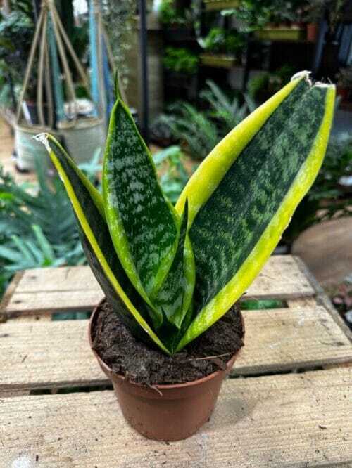 sansevieria futura superba snake plant 12cm pot