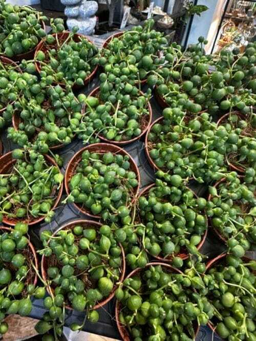 Senecio Rowleyanus String Of Pearls 5cm pot