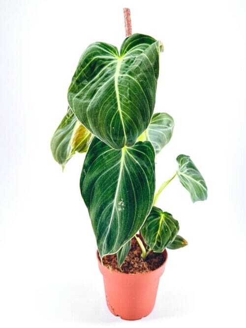 Philodendron Melanochrysum Black Gold