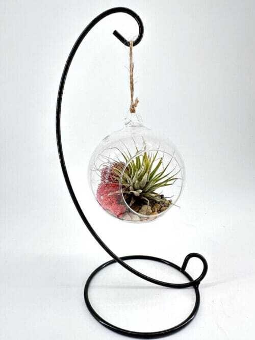 Elegant terrarium with air plant and moss in glass orb on black metal stand.