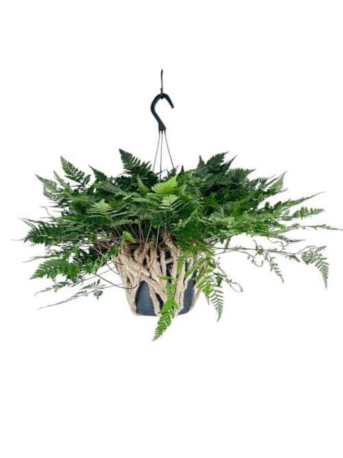 Hanging fern plant in a rustic rope pot with lush green foliage contrast on a white background.