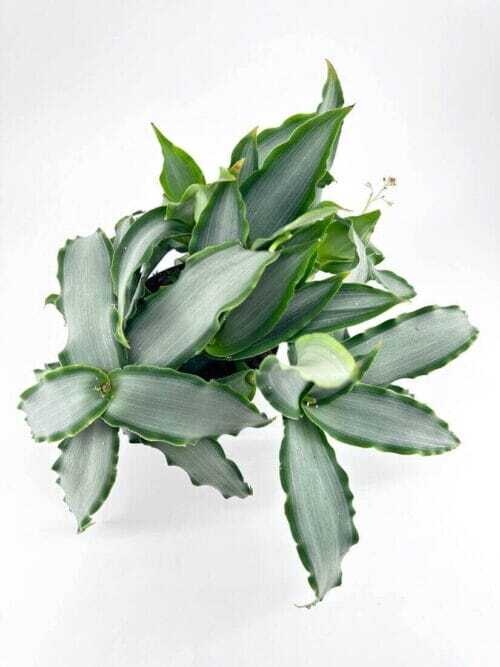 Top-down view of lush green plant with silvery leaves on white background.