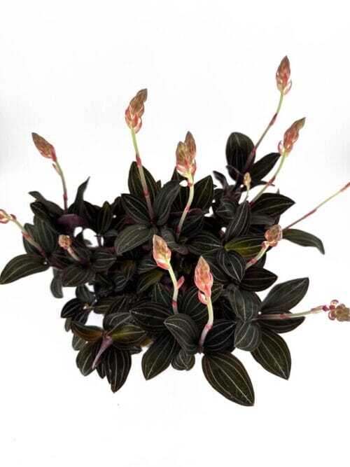 Ludisia Discolor Jewel Orchid