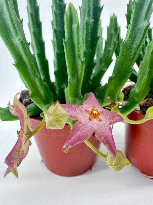 Stapelia Divaricata Starfish Flower Succulent