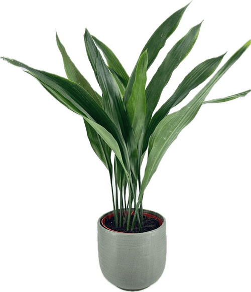 Minimalistic Sage Green Planter  Cast Iron Plant Aspidistra Elatior