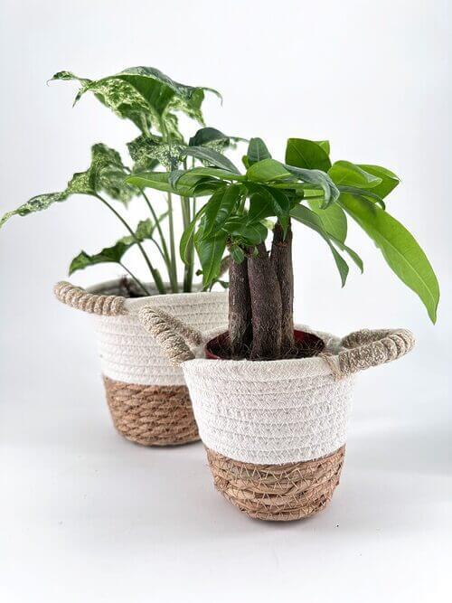 Vibrant potted plants in decorative baskets enhance indoor decor with rustic charm.