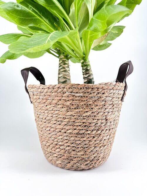 Woven basket planter with vibrant green plant, perfect for home or office decor.